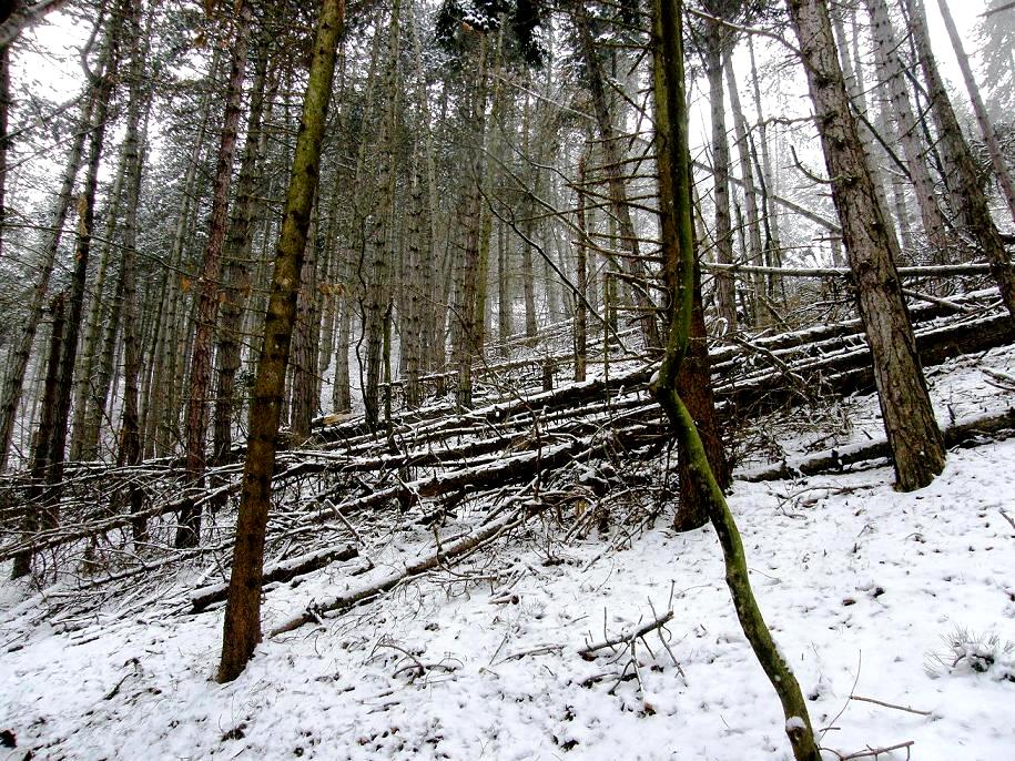 Nel bosco, una inutile strage.